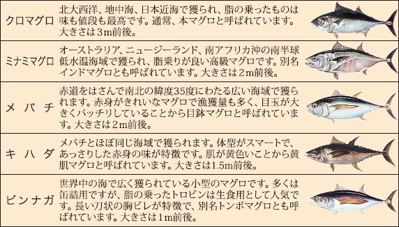 北かつ 宮城県北部鰹鮪漁業組合 北かつ商事株式会社 漁法 魚種 漁場について